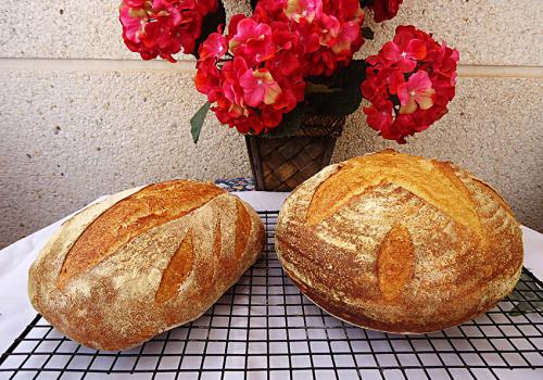 My First Sourdough Bread - Sourdough