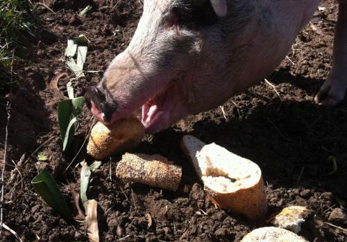 fake-sourdough-pigs-cripps-IMG_5176_2