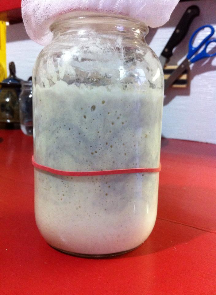 Is my starter battling an unwanted bacteria or fungus? - Sourdough