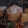 (14a) crumb of Celtic Sourdough for a Celtic New Year - Tribute to Van Morrison